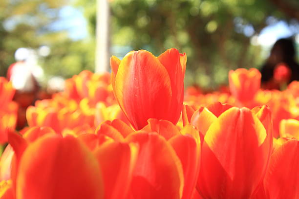 istock Tulip  flowers  in garden 537079827