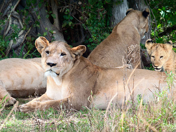 istock Pride of lions are relaxing under the shadow 537079881