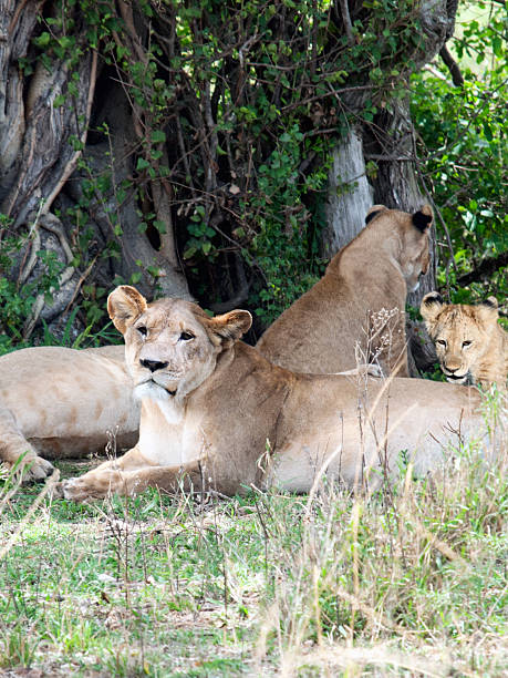 istock Pride of lions are relaxing under the shadow 537079883