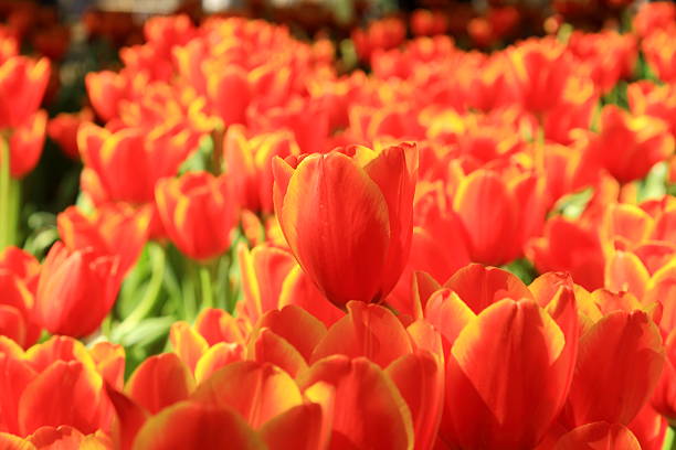 istock Orange  tulip flowers in garden 537080421