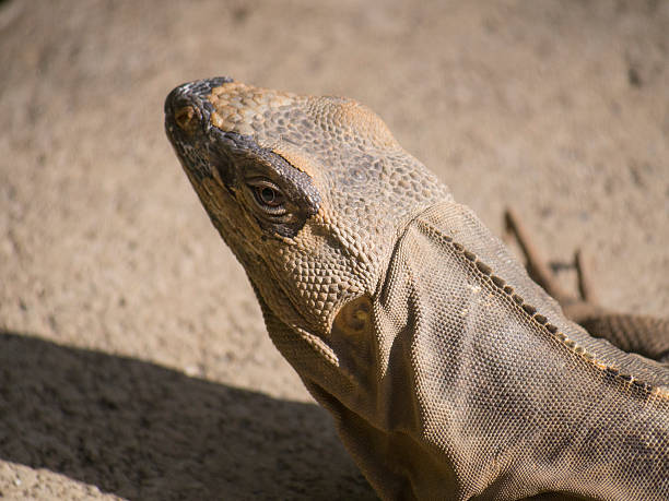 istock Face of an Iguana 537080955