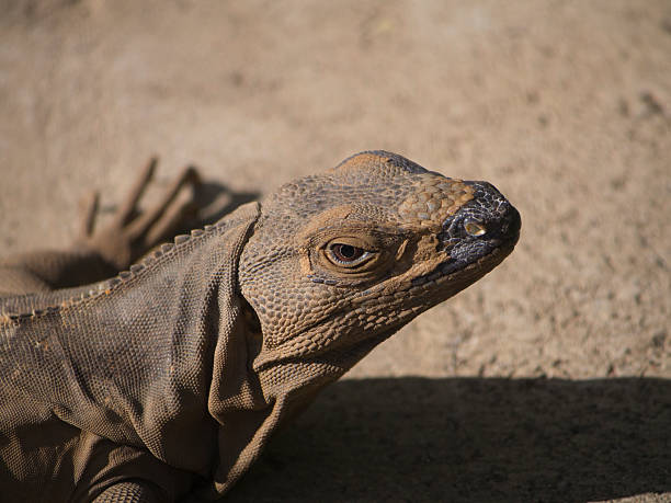istock Face of an Iguana 537093387