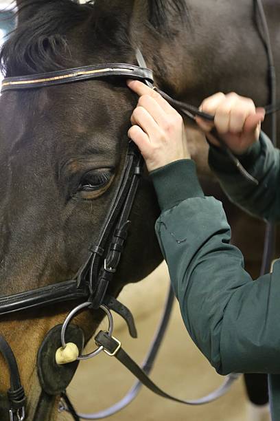 istock young woman prepares her horse 537093441