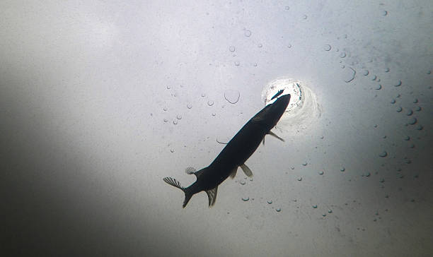 Underwater photo of ice fishing Ice fisherman is catching a big fish. Photo is taken under ice cover. ice fishing stock pictures, royalty-free photos & images