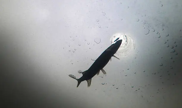 Photo of Underwater photo of ice fishing