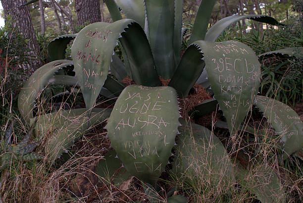 istock Cut in Agave graffiti on Majorca island 537093997