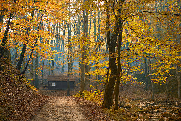 autunno sentiero - forest hut window autumn foto e immagini stock