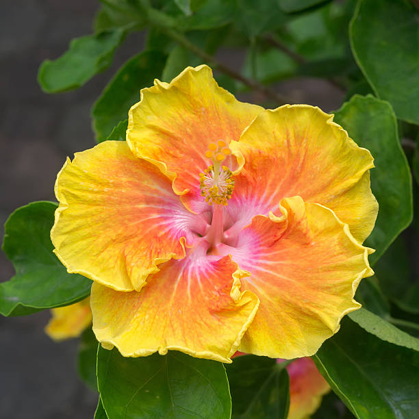 hibiscus stock photo