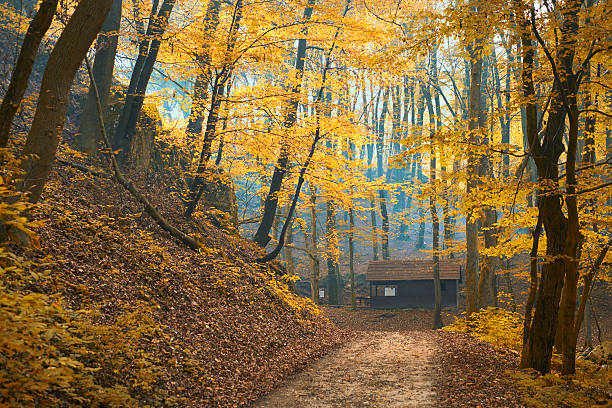 autunno sentiero - forest hut window autumn foto e immagini stock