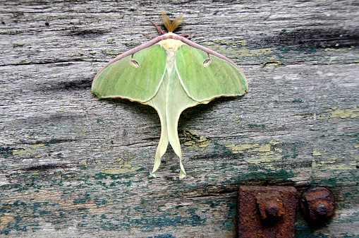 a Luna moth is setting on a rustic piece of wood with some rusty hardware. The luna moth is a large lime green moth