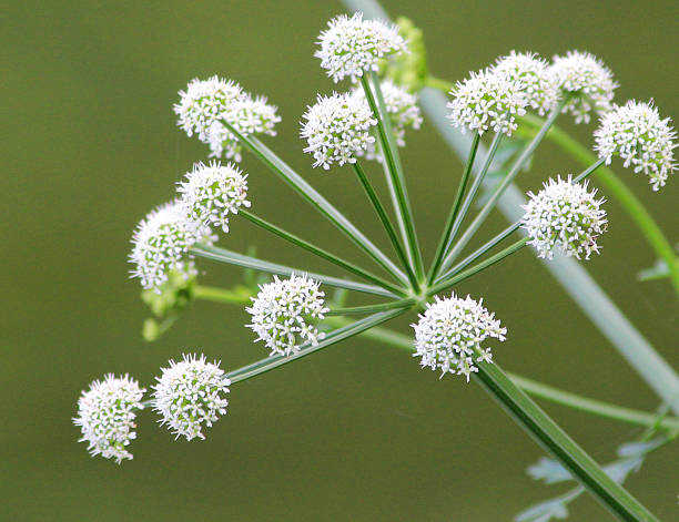 istock White flowers on cow parsley plant (wild chervil  Anthriscus sylvestris) 537096875