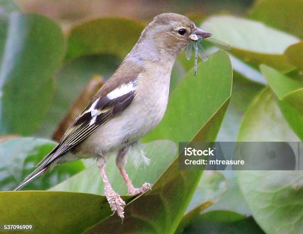 Image Of Chaffinch Eating Damselfly Water Lily Pads Garden Pond Stock Photo - Download Image Now