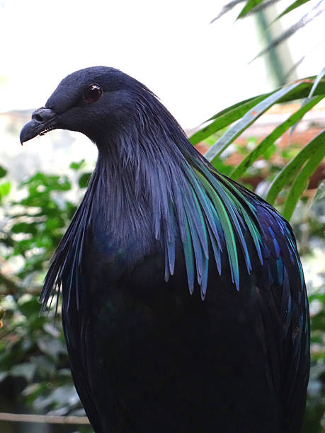 istock Image of wild Nicobar pigeon bird, glossy feathers (Caloenas nicobarica) 537096921
