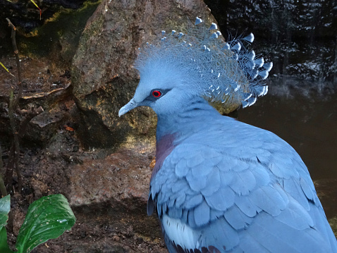 Photo showing a large Victoria crowned pigeon (Latin name: Goura victoria), known for its eye-catching crest of feathers and red eyes.  This tropical pigeon is considered to be threatened and originates from New Guinea, where it was named in honour of Queen Victoria.