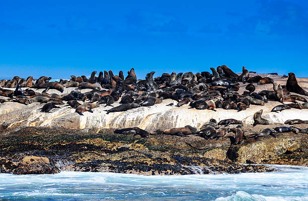 istock Cape Fur Seal at Hout Bay 537097307