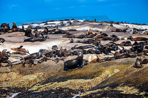 istock Cape Fur Seal at Hout Bay 537097353