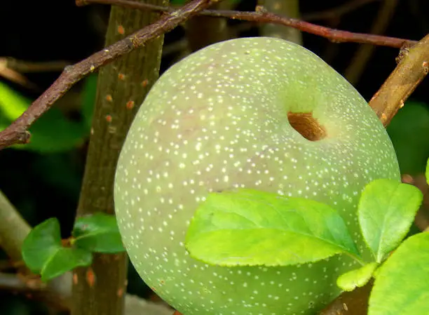 Photo showing the ripe apple like fruit of a Japanese quince.  The Latin name for this climbing deciduous shrub is Chaenomeles Japonica.  Although the edible fruit is often used for jam making and pies, this plant is really grown for its very attractive and showy red and white flowers in the spring.  Of note, this is a popular species for bonsai trees.