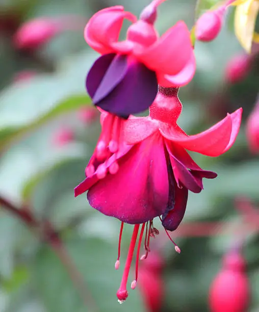 Photo showing a group of purple and pink fuschia flowers.  These trailing fuschias are part of a garden hanging basket and provide colour and lush green foliage all through the summer months.