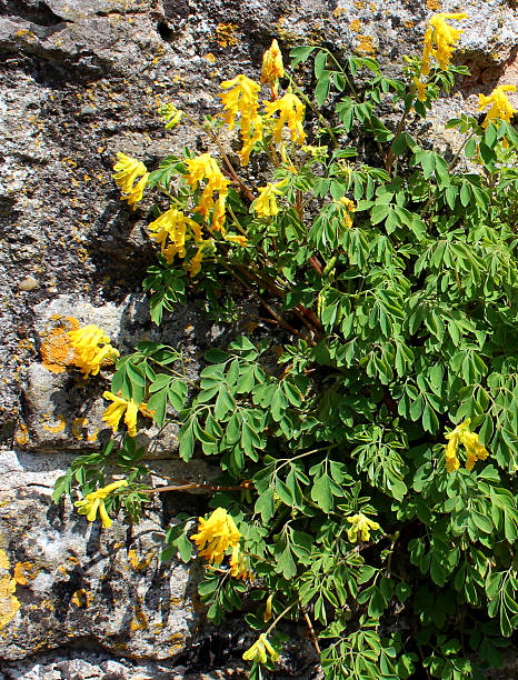 Yellow corydalis flowers, planting growing on wall, Pseudofumaria lutea image Photo showing a wild corydalis plant growing in a small pocket of soil, on the side of a wall. The yellow corydalis flowers are in full bloom, being pictured on a sunny day towards the end of spring. The Latin name for this plant is: Pseudofumaria lutea. corydalis lutea stock pictures, royalty-free photos & images