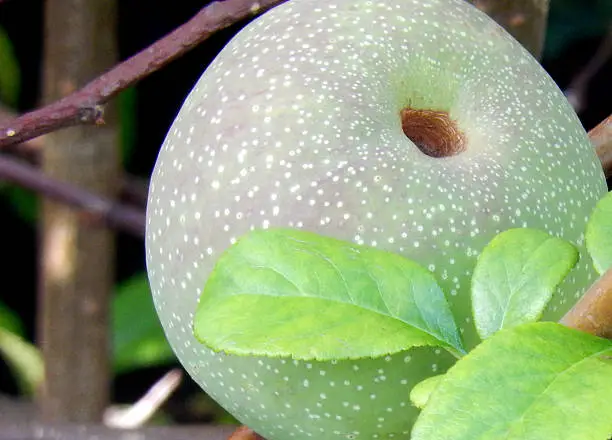 Photo showing the ripe apple like fruit of a Japanese quince.  The Latin name for this climbing deciduous shrub is Chaenomeles Japonica.  Although the edible fruit is often used for jam making and pies, this plant is really grown for its very attractive and showy red and white flowers in the spring.  Of note, this is a popular species for bonsai trees.