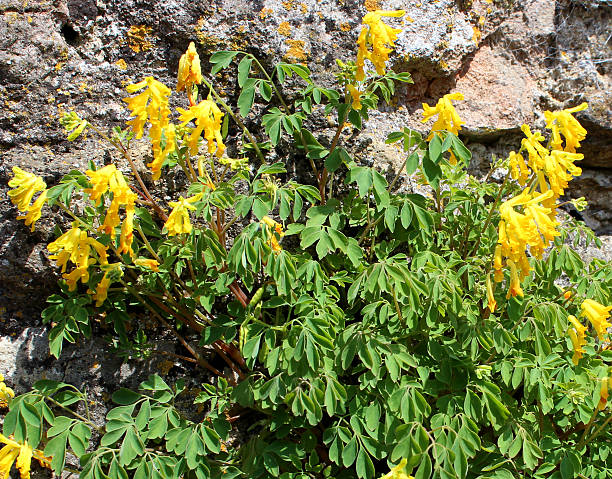 Yellow corydalis flowers, planting growing on wall, Pseudofumaria lutea image Photo showing a wild corydalis plant growing in a small pocket of soil, on the side of a wall. The yellow corydalis flowers are in full bloom, being pictured on a sunny day towards the end of spring. The Latin name for this plant is: Pseudofumaria lutea. corydalis lutea stock pictures, royalty-free photos & images