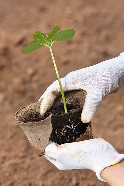 istock hands planting seedling of cucumber, closeup 537098170