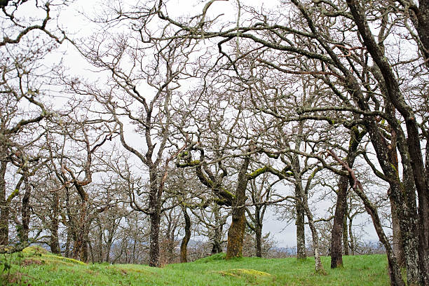 quercus garryana alberi - landscaped spring canada footpath foto e immagini stock