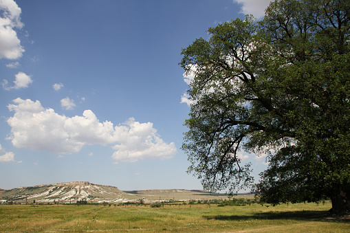 View from the Suvorov oak on white mountain in Crimea. Tourist Attraction, ancient tree, around which negotiations took place during the Crimean War