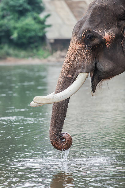 istock herd of Thai elephants drinking at a water   in river 537099901