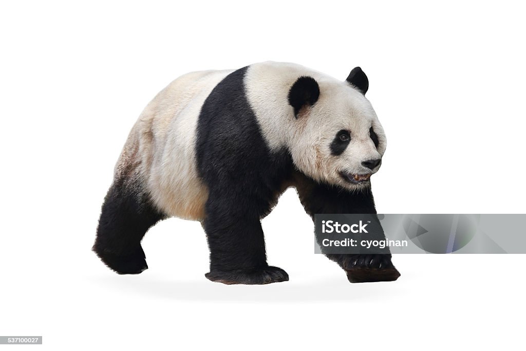 The panda - 免版稅2015年圖庫照片