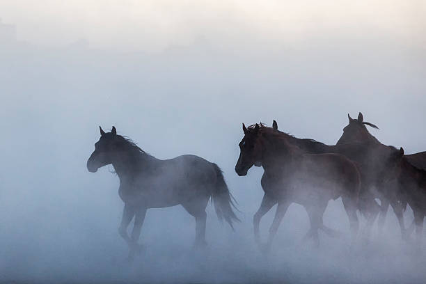 istock Horses Running in Cloud of Dust 537100117