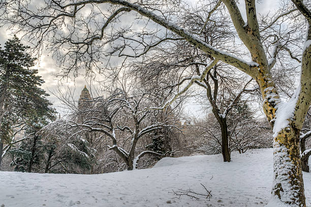 istock Central Park, New York City 537100155