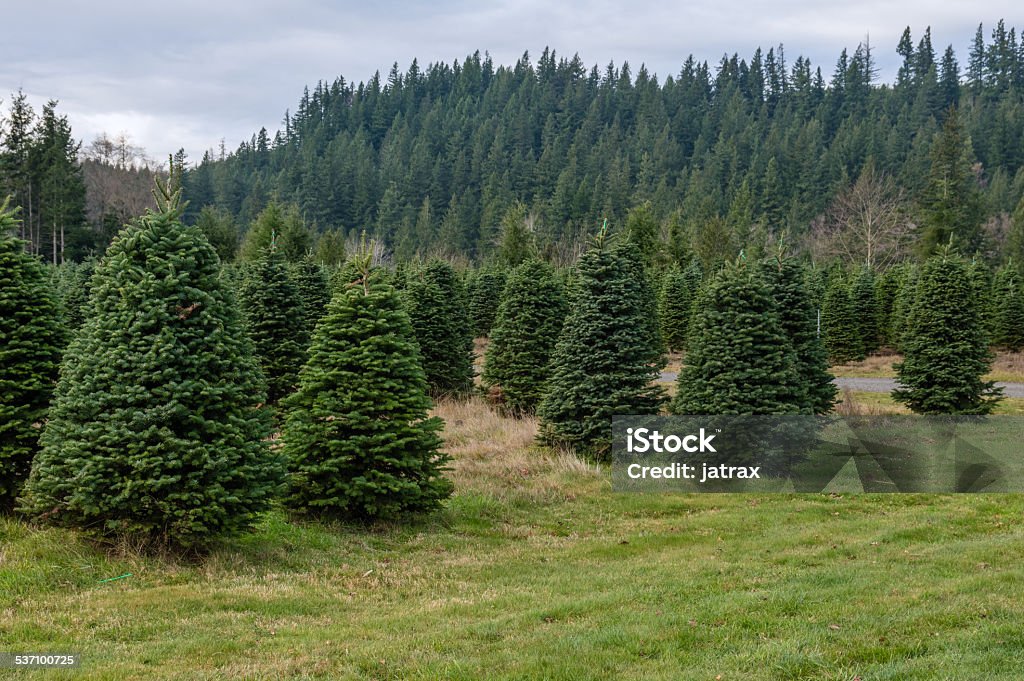 Arbre à feuilles persistantes farm croissance des sapins - Photo de 2015 libre de droits