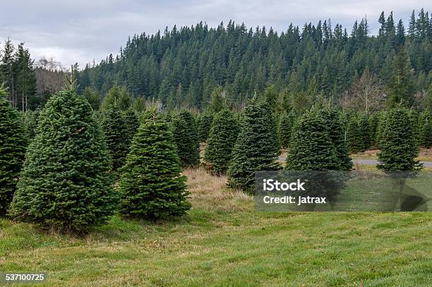 Photo libre de droit de Arbre À Feuilles Persistantes Farm Croissance Des Sapins banque d'images et plus d'images libres de droit de 2015