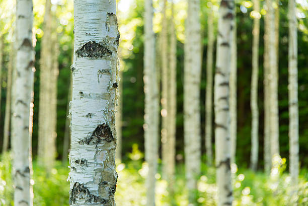 kuvapankkikuvat ja rojaltivapaat kuvat aiheesta suomalainen koivumetsä - finland nature