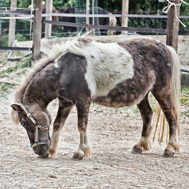 istock Horse in a field 537110756