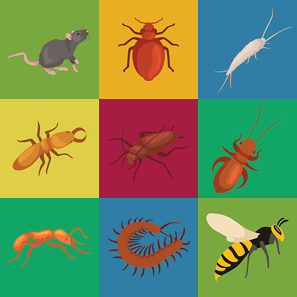 ilustrações, clipart, desenhos animados e ícones de controle de pragas com insetos exterminador conceito de ilustração vetorial design plano - exterminator pest control equipment insecticide manual worker