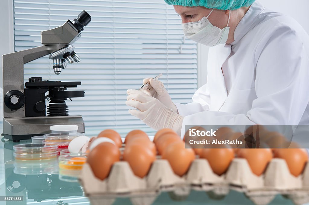 Food safety concept Quality control expert inspecting at chicken eggs in the laboratory 2015 Stock Photo