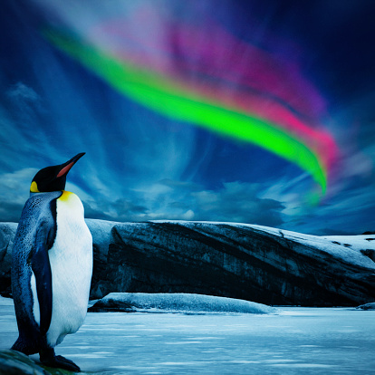 Penguin gazing up at the southern lights.