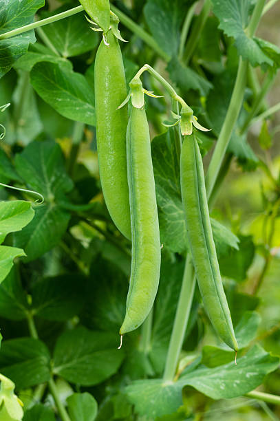istock Green pea pods on a pea plant 537114709