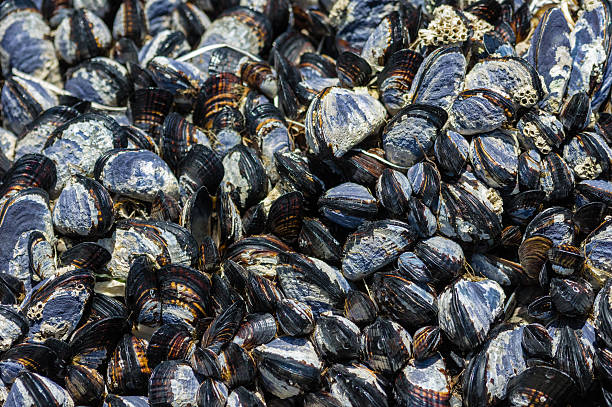 istock Group of mussels clinging to rocks 537114855
