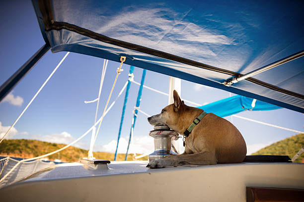 istock Dog on a Sailboat 537116047