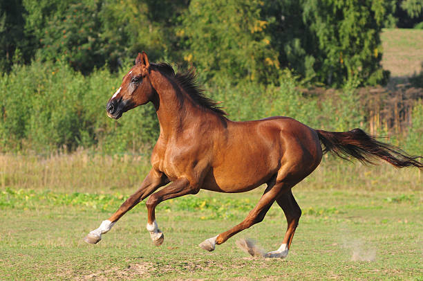 istock bay arabian stallion runs gallop 537116447