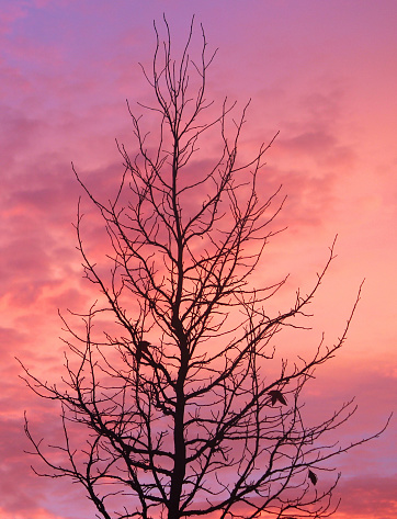 Photo showing a black tree silhouette, pictured against a dramatic pink, red and orange sunset / sunrise sky.  The tree is a liquidambar (sweet gum / sweet gum tree).  Other common names for liquidambars include gum trees, satin walnuts and also redgum, as well as an American Storax tree.