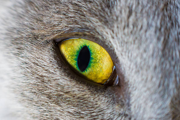 istock Close-up of a cats eye 537117257