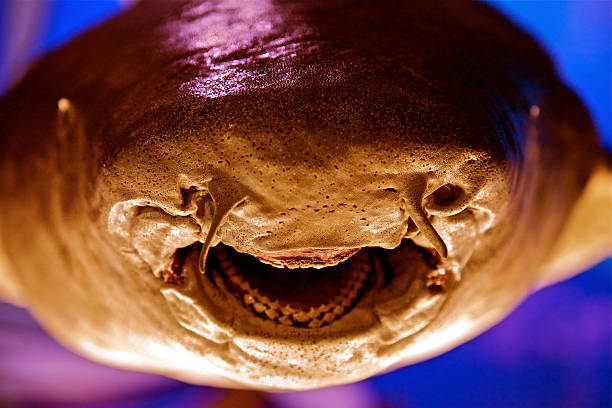 istock Shark Attack Teeth Close Up Smiling Face Jaw Predator Agression 537117847