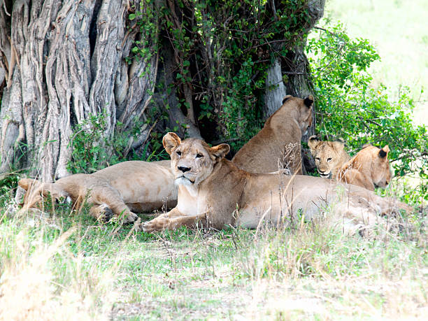 istock Pride of lions are relaxing under the shadow 537118005