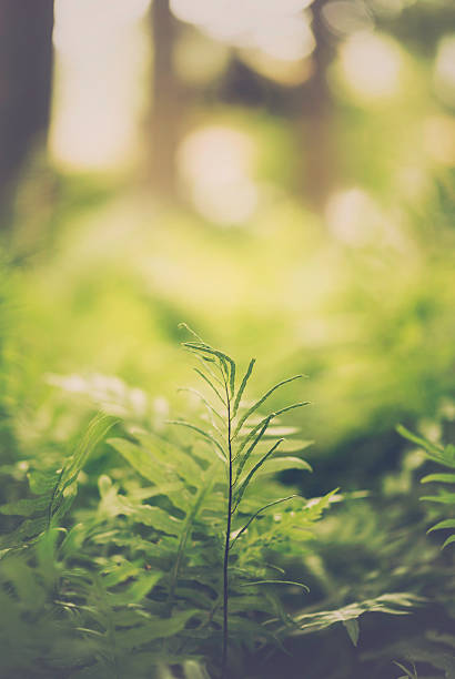 istock Delicate fern plant sprouting in forest undergrowth 537118069