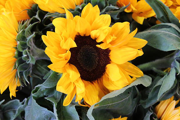 Sunflower A nice sunflower. sunflower star stock pictures, royalty-free photos & images