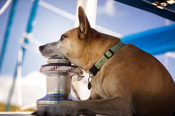 istock Dog on a Sailboat 537120681